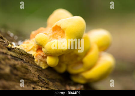 Huhn auf den Wald Pilze, Laetiporus sulfureus, manchmal auch Schwefel polypore, wächst auf einem toten Baum im Wald im New Forest. Hampshire Stockfoto
