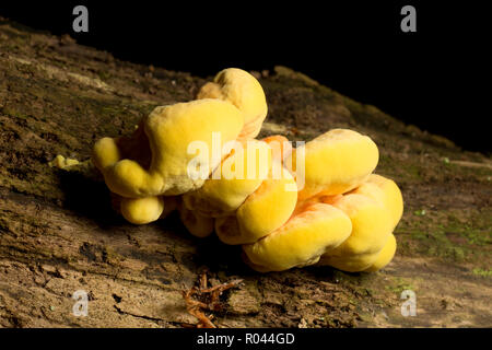 Huhn auf den Wald Pilze, Laetiporus sulfureus, manchmal auch Schwefel polypore, wächst auf einem toten Baum im Wald im New Forest. Hampshire Stockfoto