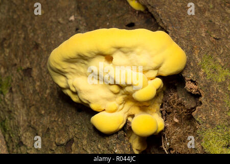 Huhn auf den Wald Pilze, Laetiporus sulfureus, manchmal auch Schwefel polypore, wächst auf einem toten Baum im Wald im New Forest. Hampshire Stockfoto