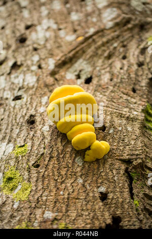 Huhn auf den Wald Pilze, Laetiporus sulfureus, manchmal auch Schwefel polypore, wächst auf einem toten Baum im Wald im New Forest. Hampshire Stockfoto