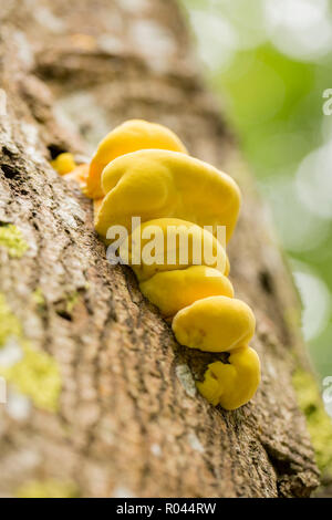 Huhn auf den Wald Pilze, Laetiporus sulfureus, manchmal auch Schwefel polypore, wächst auf einem toten Baum im Wald im New Forest. Hampshire Stockfoto