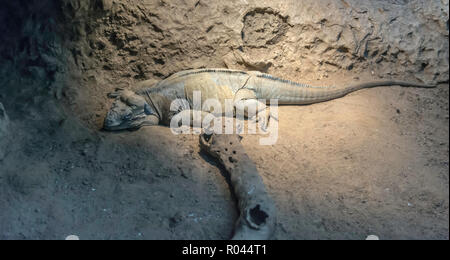 Utila iguana (Ctenosaura bakeri), Lügen und Blick in die Kamera, das fabelhafte Drache. Diese leguanarten ist kritisch gefährdeten Arten du Stockfoto