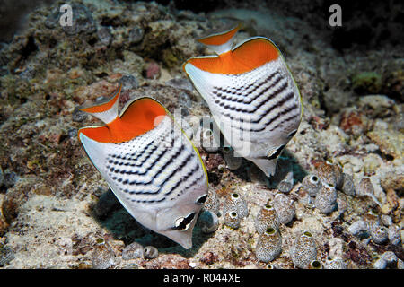 Zwei Redback butterfishes oder eritreischen Falterfische (Chaetodon paucifasciatus) an einem Korallenriff, Marsa Alam, Ägypten Stockfoto