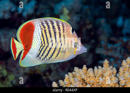 Redback butterfishes oder eritreischen Falterfische (Chaetodon paucifasciatus), Marsa Alam, Ägypten Stockfoto