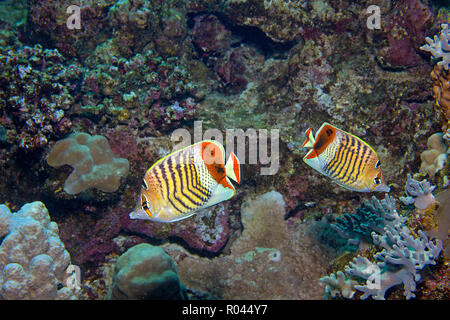 Zwei Redback butterfishes oder eritreischen Falterfische (Chaetodon paucifasciatus) an einem Korallenriff, Sinai, Ägypten Stockfoto