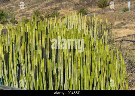 Große Kaktus detail Close up, Gran Canaria, Spanien Stockfoto