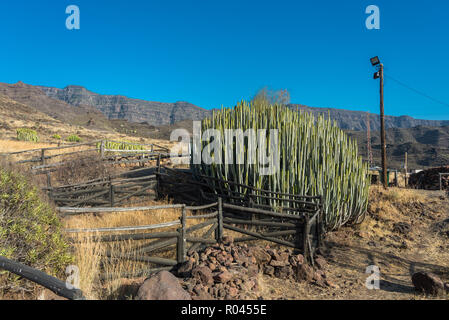 Gran Canaria großer Kaktus, Spanien Stockfoto