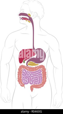 Verdauungssystem Magen-Darm-Trakt Diagramm Stock Vektor