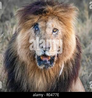 Scarface - König Löwe! Stockfoto