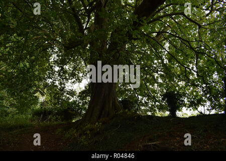 Schönen alten Baum in Deddington Wald Stockfoto