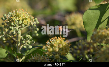 Nahaufnahme der Asiatischen Wasp im Flug unter Efeu Blumen Stockfoto