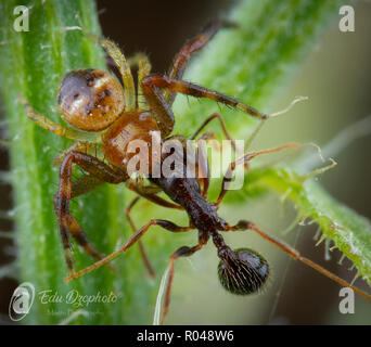 Synema Globosum Vs Aphaenogaster Ant Stockfoto