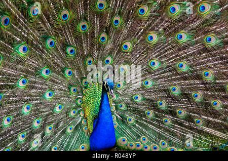 Pfau unter natürlichen Bedingungen. Man kann sehen, ein wunderschöner Vogel Färbung. Stockfoto