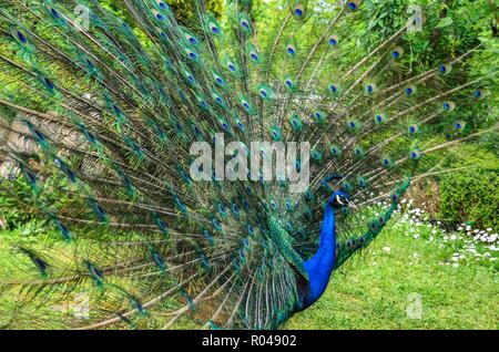 Pfau unter natürlichen Bedingungen. Man kann sehen, ein wunderschöner Vogel Färbung. Stockfoto