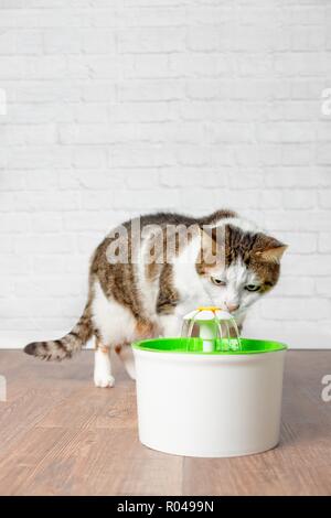 Durstig tabby Katze schauen neugierig auf ein Haustier Trinkbrunnen. Vertikale Bild mit Kopie Raum Stockfoto