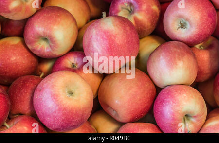 Frische Äpfel neue Qualität. Kreuz zwischen Golden Delicious und pink lady Sorten, die in der Apple Land Südtirol angebaut, Norditalien. Stockfoto