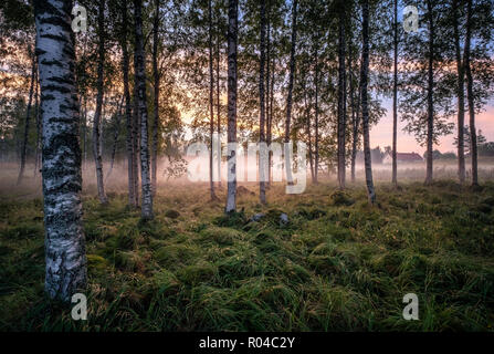 Idyllische Landschaft mit Birke Wald und Bauernhof am Sommer, der Abend in Finnland Stockfoto