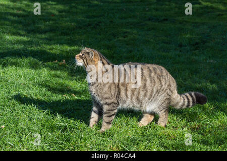Schottische Wildkatze (Felis silvestris) unverlierbaren grampia Stockfoto