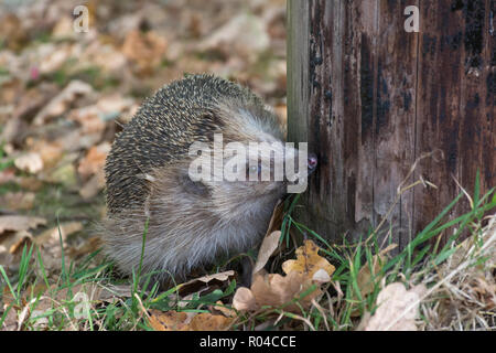 Europäische Igel (Erinaceus Europaeus) Stockfoto