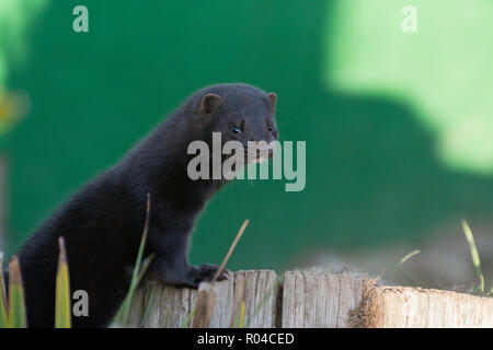 Amerikanischer Nerz (Neovison Vision-fitness), eine semi-aquatischen Arten von mustelid, die in Großbritannien durch Freigabe von Pelzfarmen eingeführt wurde Stockfoto