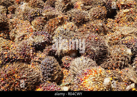 In der Nähe von frischem Palmöl Früchte Bündel Stockfoto