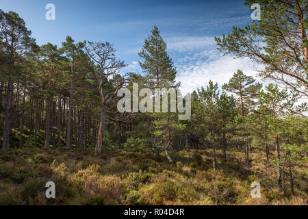 Die herrlichen natürlichen alten Abernethy kaledonischen Wald in der Nähe von Boat der Garten in den schottischen Highlands Stockfoto