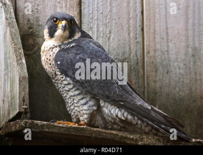 Wanderfalke (FALCO PEREGRINUS) Stockfoto