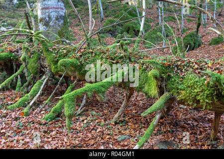 Der Cansiglio Wald. Entwurzelter Baum mit Moos bedeckt. Herbstsaison. Prealpi Venete. Italien. Europa. Stockfoto