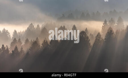 Der Cansignio Nadelwald. Sonnenlicht bei Sonnenaufgang, Lichtstrahlen auf Bäumen durch den Nebel. Eindrucksvolle Berglandschaft. Prealpi Venete, Italien. Stockfoto