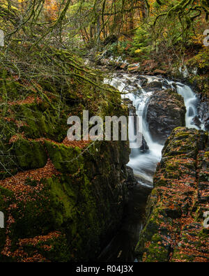 Die herbstliche Farben auf Schwarz Linn fällt in der Einsiedelei auf dem Fluss in der Nähe von Dunkeld Braan in Perthshire Stockfoto