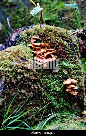 Leben in Harmonie Stockfoto