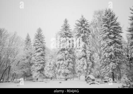 Die schneebedeckten Hohen in der Stadt park Fichten. Mit schwarzen und weißen Winter verschneite Hintergrund. Stockfoto