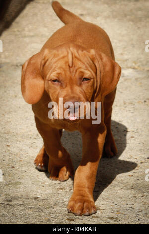 Magyar Vizsla Welpen Stockfoto