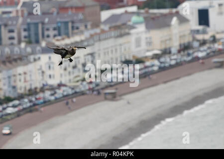 Ein Kormoran (Phalacrocorax carbo) im Sturzflug in die Little Orme, mit der Strandpromenade von Llandudno Stadt, Unscharf im Hintergrund Stockfoto