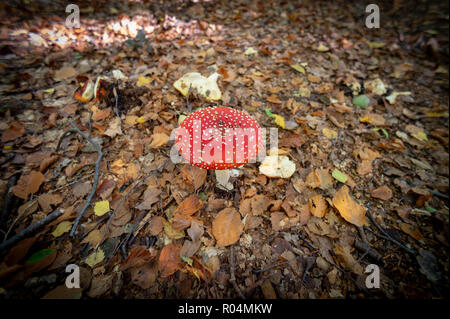 Red capped Pilz von oben Stockfoto