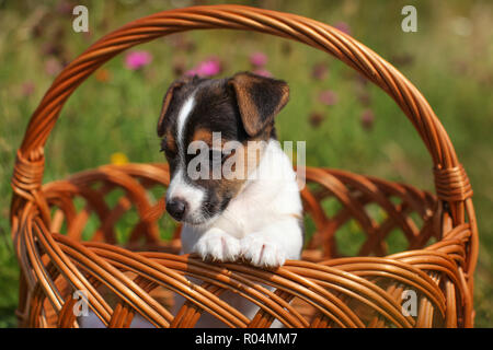 Zwei Monate alten Jack Russell Terrier Welpen in Weidenkorb, Wiese mit rosa Blüten im Hintergrund. Stockfoto