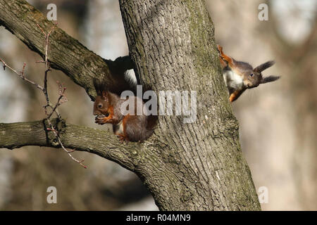 Zwei rote Eichhörnchen am Baum Stockfoto
