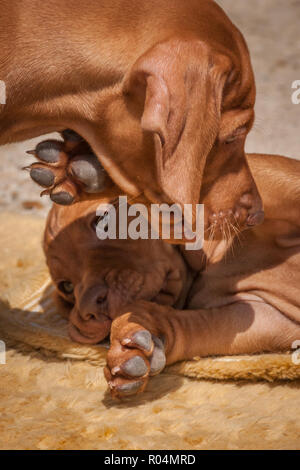 Magyar Vizsla Welpen Stockfoto