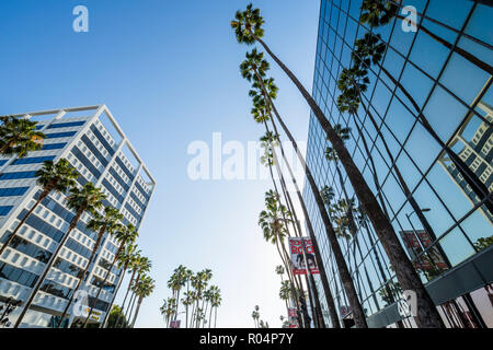 Blick auf Palmen und zeitgenössische Architektur auf dem Hollywood Boulevard, Los Angeles, Kalifornien, Vereinigte Staaten von Amerika, Nordamerika Stockfoto