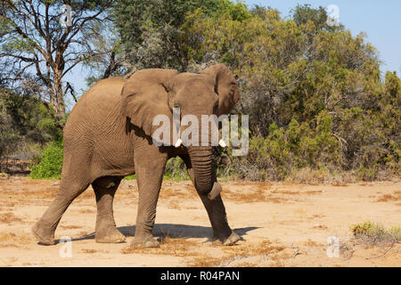 Namibia Elephant - ein einzelner Mann Wüstenelefanten, Haub River Bed, Damaraland, Namibia Afrika Stockfoto