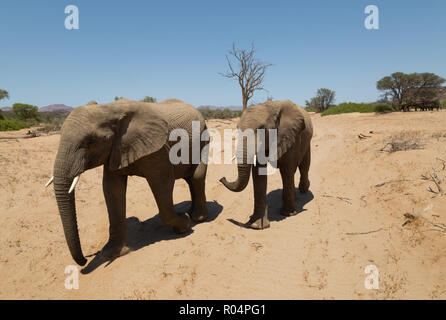 Namibia Wüstenelefanten, oder Wüste angepasste Elefanten, (Loxodonta Africana ), Haub Flussbett, Damaraland, Namibia Afrika Stockfoto