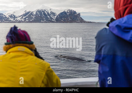 Erwachsener Blauwal (Balaenoptera musculus), sub-surface Fütterung vor der Westküste von Spitzbergen, Svalbard, Arktis, Norwegen, Europa Stockfoto