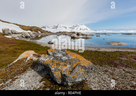 Elegante Flechten bedecken die Felsen am Gnalodden, Hornsund, Spitzbergen, Svalbard, Arktis, Norwegen, Europa Stockfoto