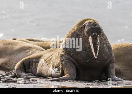 Erwachsene männliche Atlantischen Walross (Odobenus rosmarus rosmarus), Kapp Lee, Edgeoya, Svalbard, Arktis, Norwegen, Europa Stockfoto