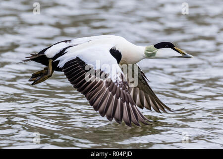 Drake gemeinsame Eiderente (Somateria Mollissima) im Flug in der Zucht Gefieder, Longyearbyen, Spitzbergen, Arktis, Norwegen, Europa Stockfoto