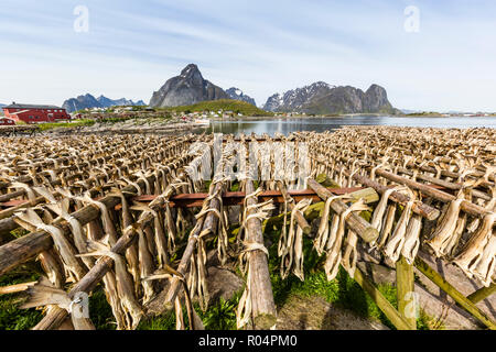 Split Stockfisch trocknen in der Sonne auf hölzernen Regalen in der Stadt Reine, Lofoten, Arktis, Norwegen, Skandinavien, Europa Stockfoto