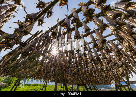 Split Stockfisch trocknen in der Sonne auf hölzernen Regalen in der Stadt Reine, Lofoten, Arktis, Norwegen, Skandinavien, Europa Stockfoto