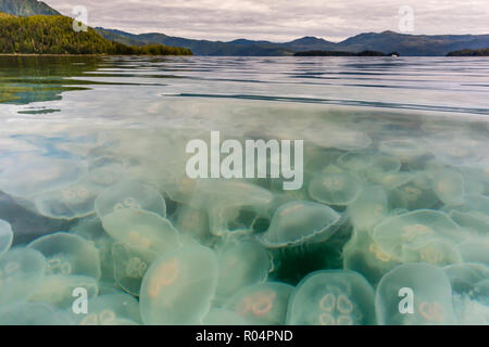 Blühende Ohrenquallen (Aurelia aurita), Teich Insel im Kelp Bay, Baranof Island, Alaska, Vereinigte Staaten von Amerika, Nordamerika Stockfoto