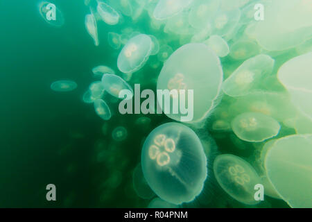 Blühende Ohrenquallen (Aurelia aurita), Teich Insel im Kelp Bay, Baranof Island, Alaska, Vereinigte Staaten von Amerika, Nordamerika Stockfoto