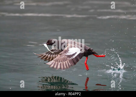 Ein erwachsener Taube guillemot (Cepphus columba), mit gefangen Fisch in Inian Pass, Sound, Alaska, Vereinigte Staaten von Amerika, Nordamerika Stockfoto